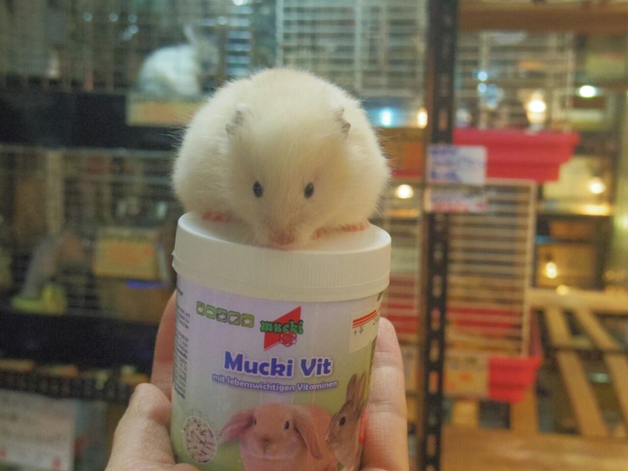 素敵な長毛ハムスターが 入りました ペットショップふじやのブログ