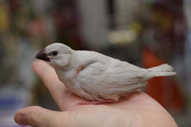可愛い文鳥 良い感じにコンプリートしております ペットショップふじやのブログ 可愛い文鳥 良い感じにコンプリートしております ペットショップふじやのブログ