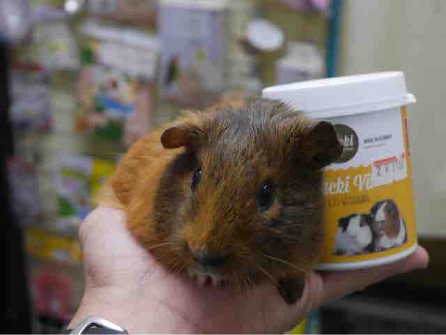 不二屋のモルモット赤ちゃん とムッキービットモルモット用 と5月のお休みと早じまい ペットショップふじやのブログ