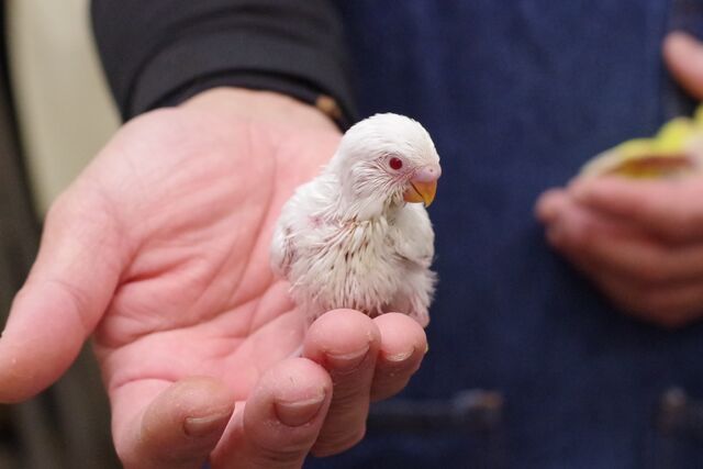 可愛いセキセイインコも入ってます ペットショップふじやのブログ