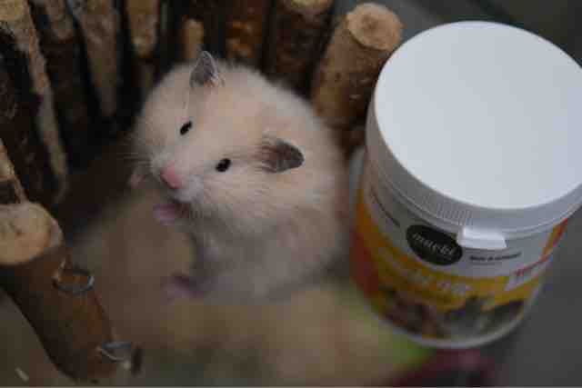 かわいい長毛ハムスターいます とムッキー社の製品 ペットショップふじやのブログ