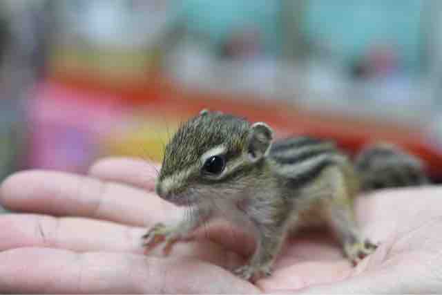 シマリス入りました のつづき とクサガメ21産も入ってます ペットショップふじやのブログ