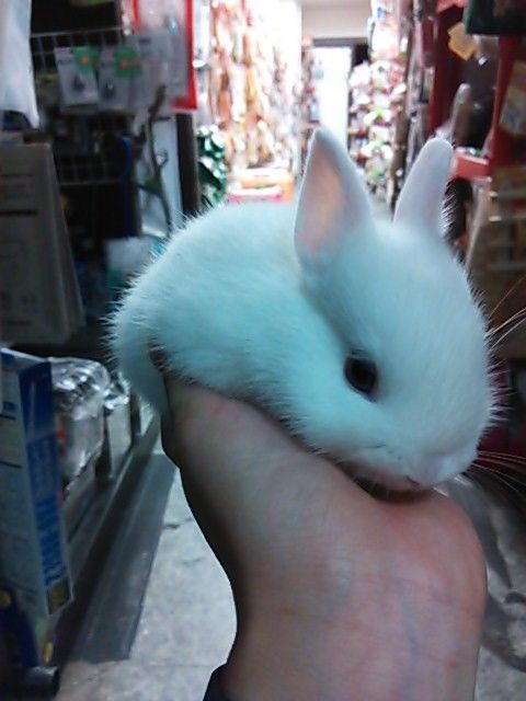 ウサギ入荷情報 ペットショップふじやのブログ