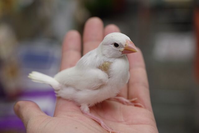 可愛い文鳥 良い感じにコンプリートしております ペットショップふじやのブログ 可愛い文鳥 良い感じにコンプリートしております ペットショップふじやのブログ