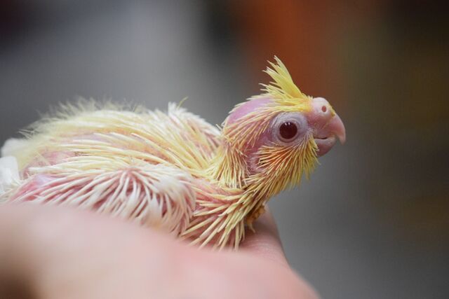 可愛いオカメインコが 入りました ペットショップふじやのブログ 可愛いオカメインコが 入りました ペットショップふじやのブログ