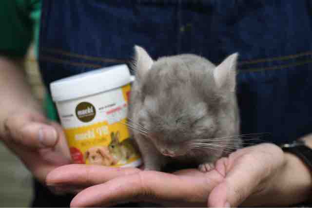 不二屋のチンチラ赤ちゃん とゴールデンウィークの営業時間 ペットショップふじやのブログ