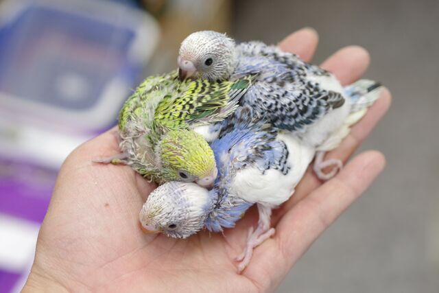 可愛い白文鳥と セキセイインコが入りました ペットショップふじやのブログ