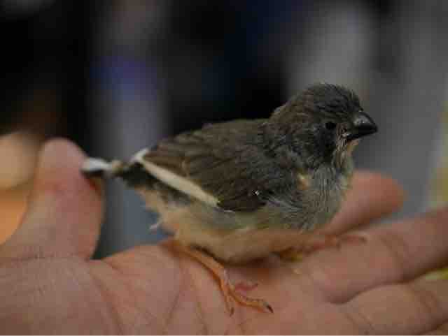 錦華鳥も入ってます とオランダの国鳥に逢いに とチャンピオンも ハブもいるさぁ 八重山諸島編 その17 ペットショップふじやのブログ