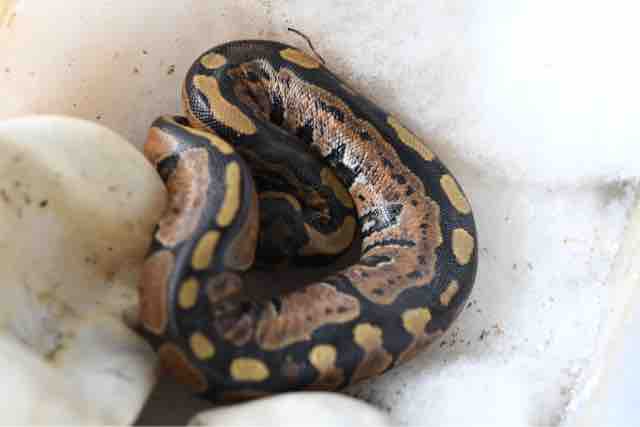 不二屋のボールパイソン と8月の早じまい と8月 9月のお休み とバンコク チャチュンサオぶらぶら日記 オオコウモリの棲む寺へ その12 ペットショップふじやのブログ