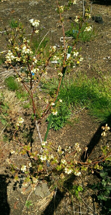 DSC_1505_crop_443x859