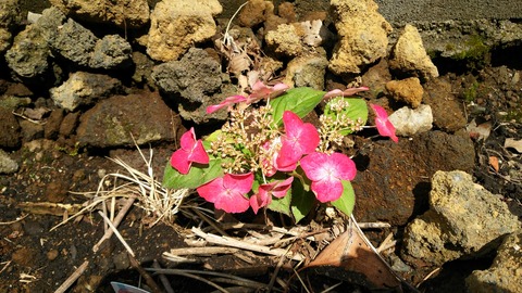 izu20180608-DSC_2114