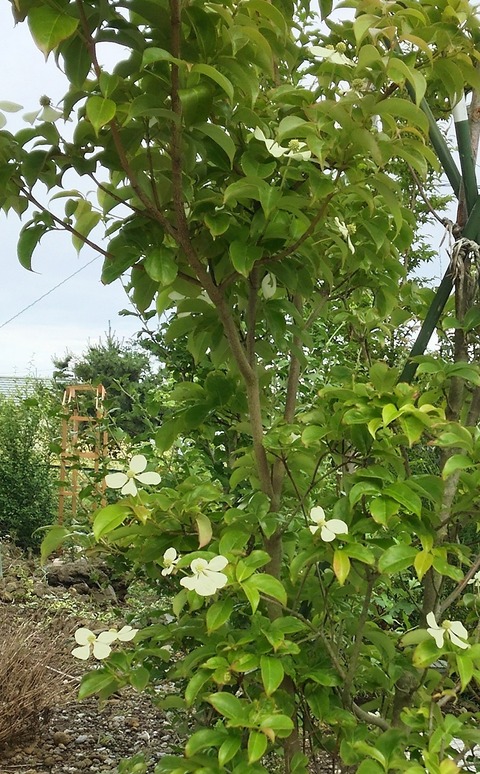 izu20180626-DSC_2305