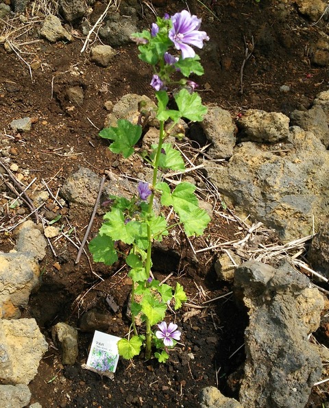 izu20180608-DSC_2129