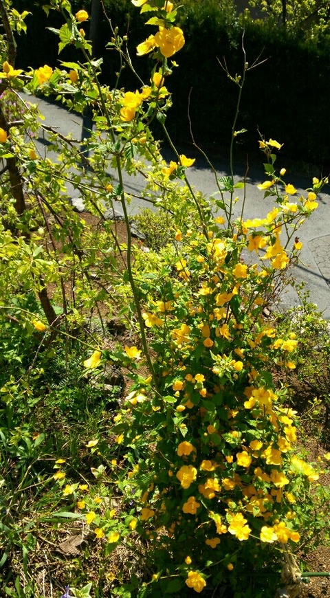 DSC_1502_crop_493x894