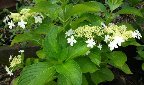 izu20180626-DSC_2301
