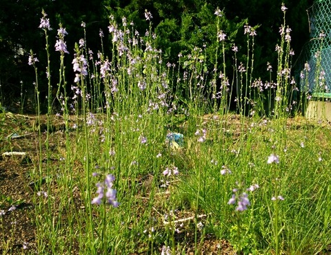 DSC_1735_crop_559x432