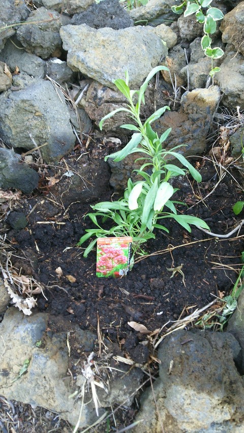 izu20180523-DSC_1929