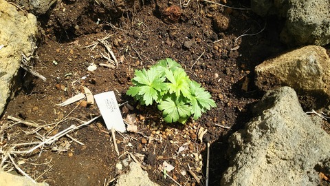 izu20180608-DSC_2127