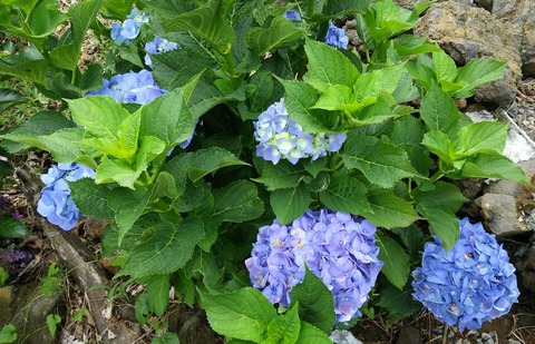 izu20180626-DSC_2317