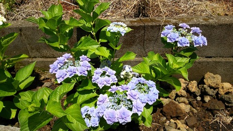 izu20180608-DSC_2115