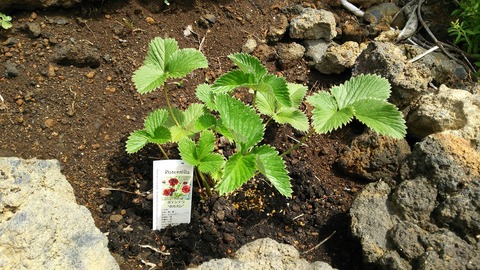 izu20180608-DSC_2128