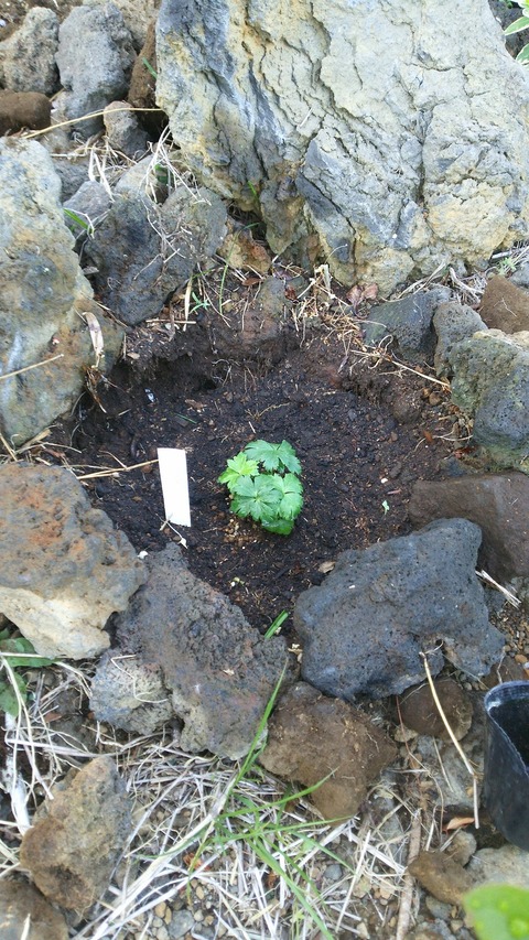 izu20180523-DSC_1931