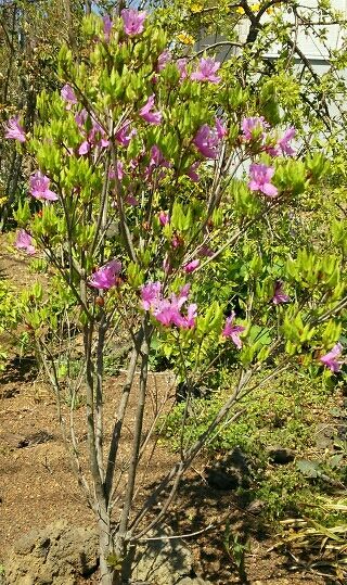 DSC_1499_crop_320x539