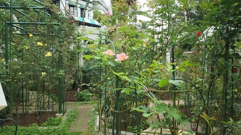 izu20180530-DSC_1986