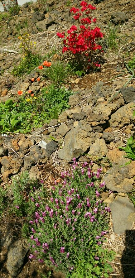 DSC_1605_crop_433x892