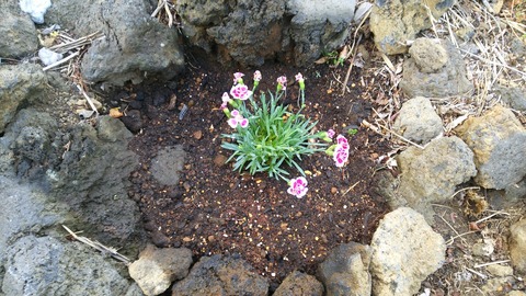 izu20180521-DSC_1916