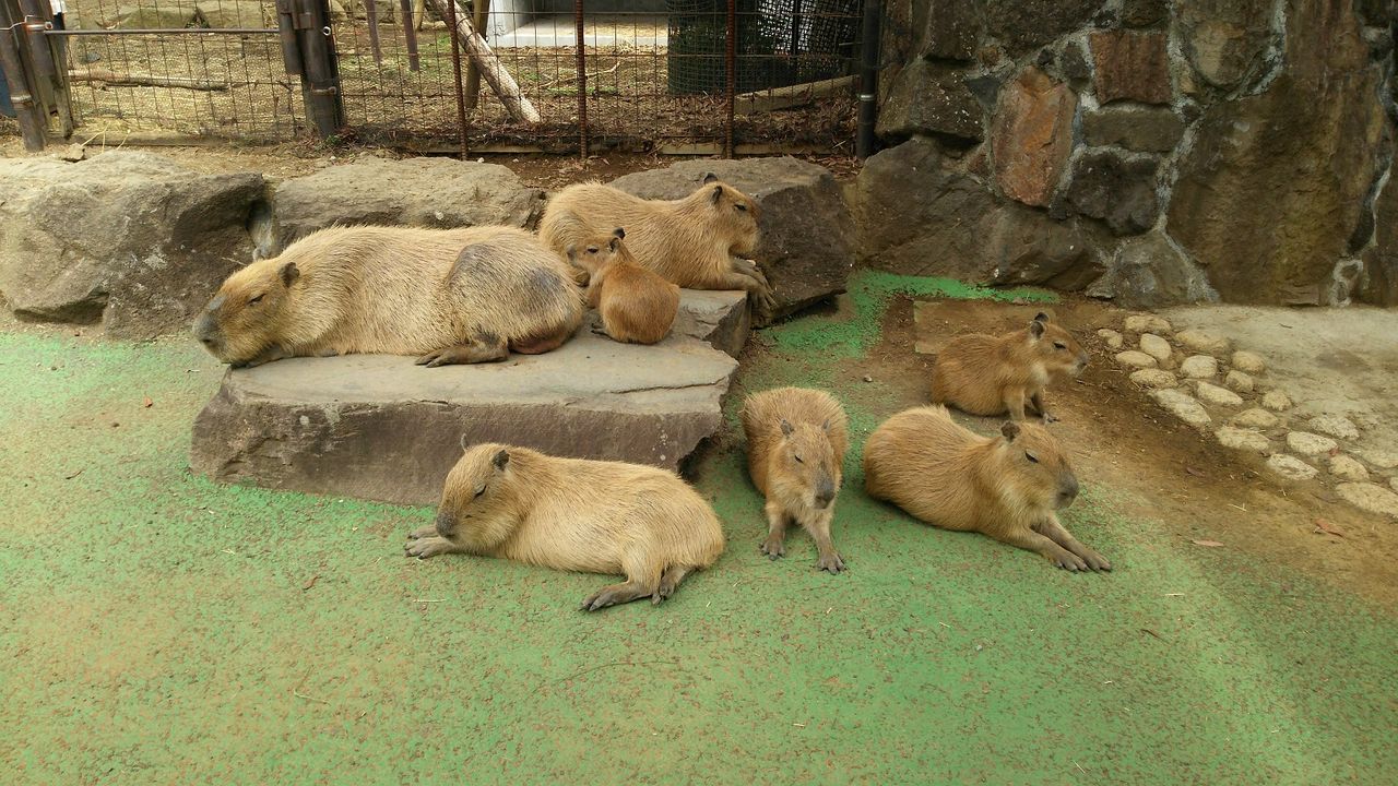 元祖カピバラ温泉の伊豆シャボテン公園 7 28迄の発電量 太陽光発電と伊豆高原のブログ 元祖カピバラ温泉の伊豆シャボテン公園 7 28迄の発電量 太陽光発電と伊豆高原のブログ