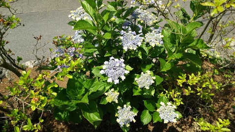 izu20180608-DSC_2130