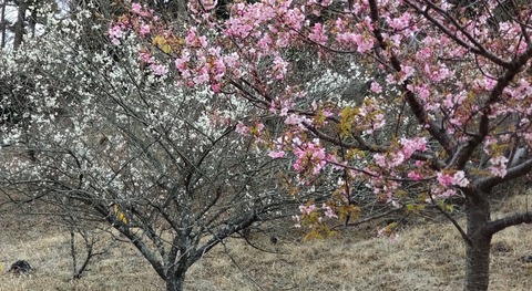 20220310oomuroyama140516851_COVER