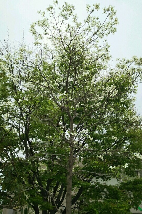 DSC_1534_crop_540x817