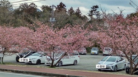 20220310sakuranosato141855605_COVER