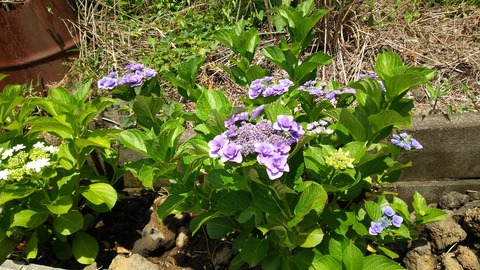 izu20180608-DSC_2117