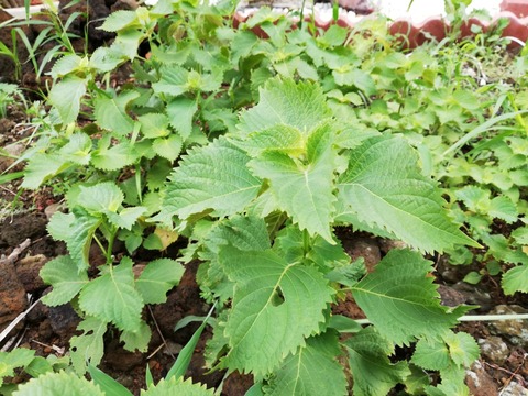 IMG_20180808_143322-1843x1382