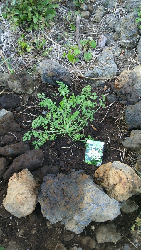 izu20180523-DSC_1930