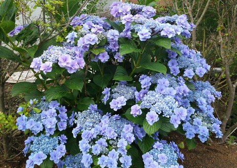 izu20180626-DSC_2306