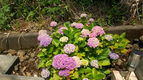 izu20180608-DSC_2119