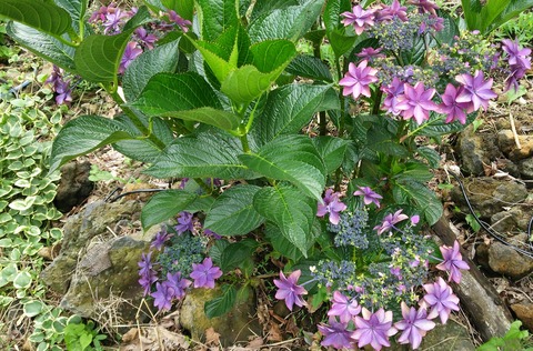 izu20180626-DSC_2318