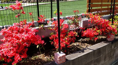 20220423tsutsuji132110053