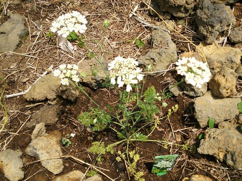 izu20180608-DSC_2121