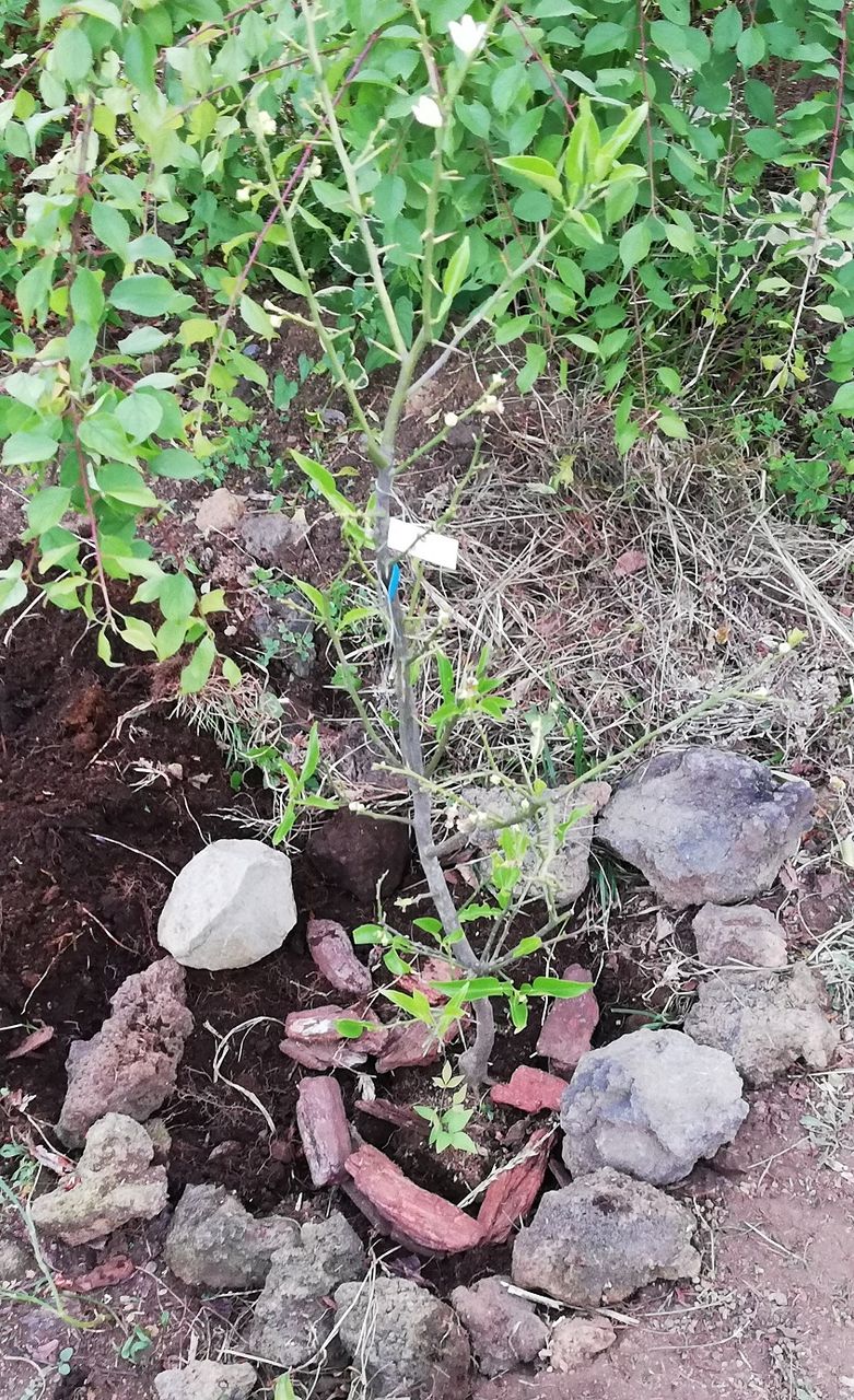 檸檬 柚子 ブルーベリー 金糸梅を植えました 太陽光発電と伊豆高原のブログ