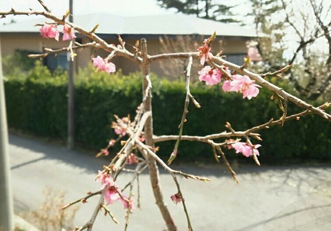 DSC_1398_crop_755x527