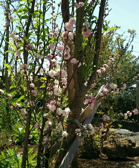 DSC_1495_crop_445x539