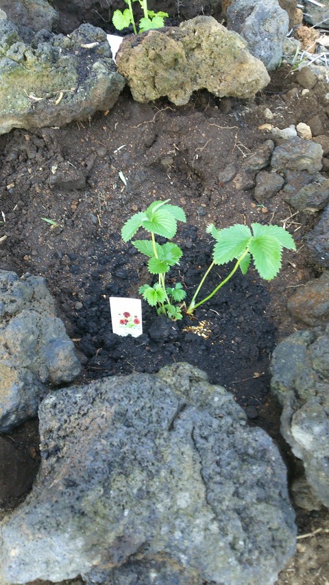 izu20180523-DSC_1932