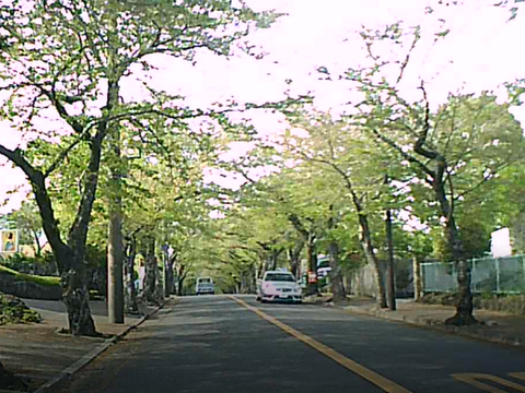 20190423sakuranamiki