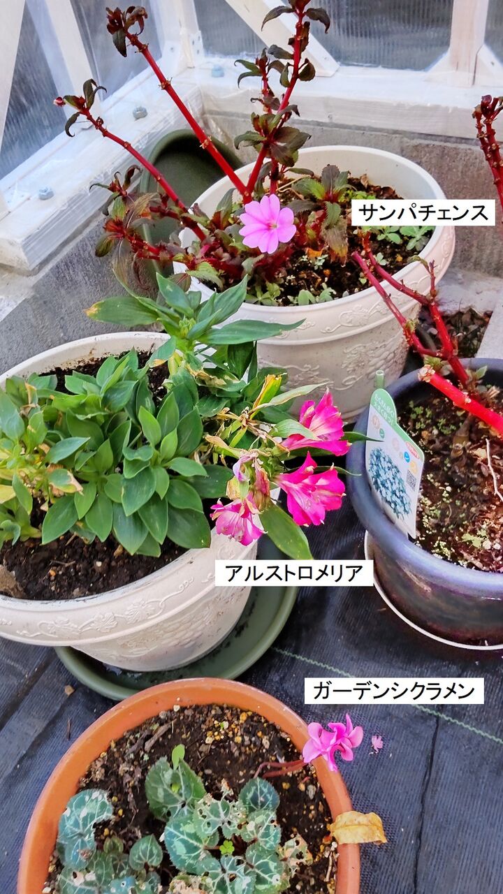 サフィニアの冬越し 太陽光発電と伊豆高原のブログ