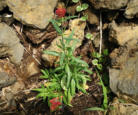 izu20180608-DSC_2122